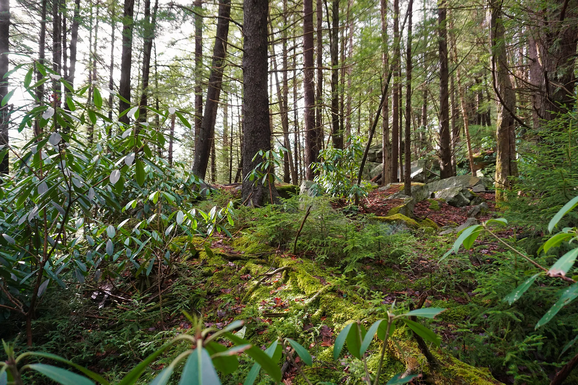 Better Understand Your Forest